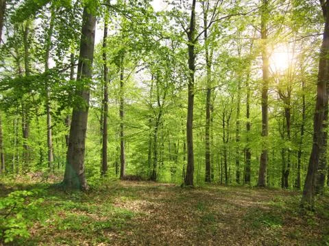 Forest with sun rays Stock Photos