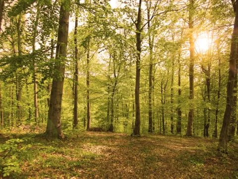 Forest with sun rays 写真素材