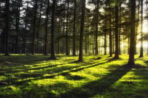 Forest with sun rays Stock Photos