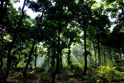 Forest with sun rays Stock Photos
