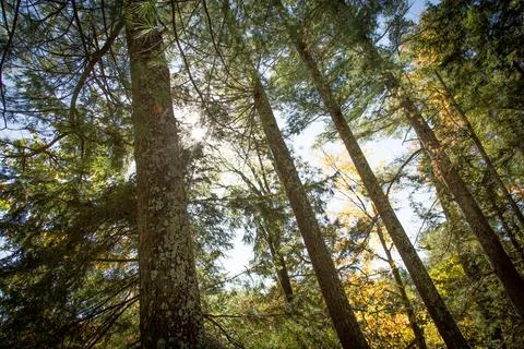 Forest with Sun rays Stock Photos