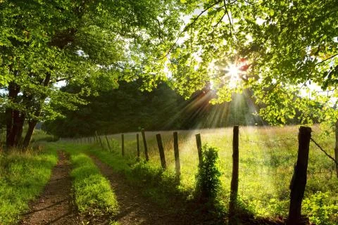 Forest with Sun Rays, Shadows and Fog. Stock Photos