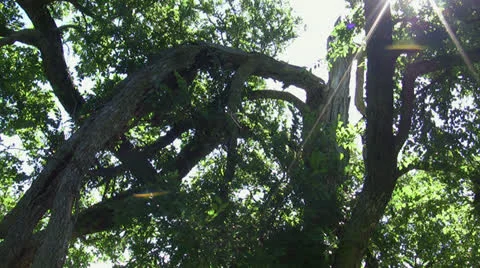 Forest Sun Rays Through Spooky Tree Stock Footage 25878513