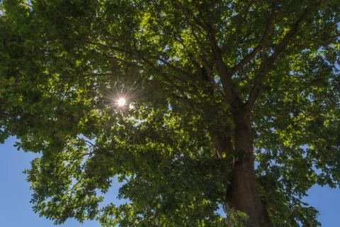 Forest with sun rays through tree top. Stock Photos