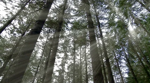 Forest with sun rays trespassing. Video stock 63174396