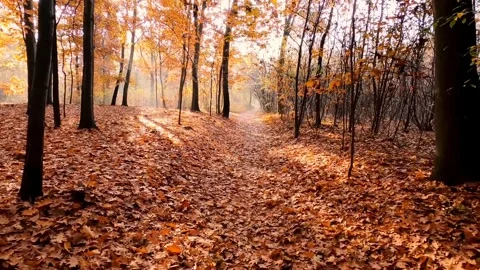 Forest Sun rey nature Video stock 273210760