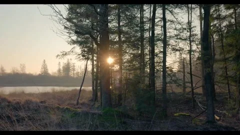 Forest Sun rey nature Video stock 273697973