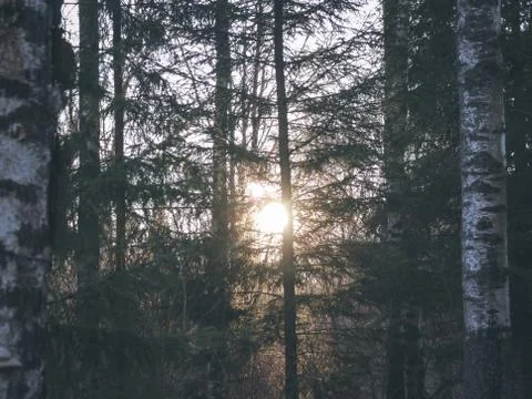 Forest, the sun shines in the camera, evening, birch and pine Stock Photos