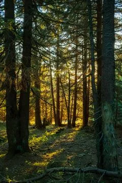 Forest with sun shining through Foto stock