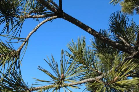Forest with sun shining through.the sky through the branches of spruce Stock Photos