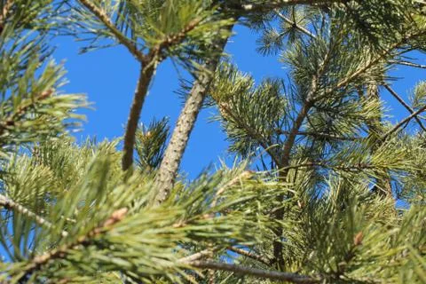 Forest with sun shining through.the sky through the branches of spruce Stock Photos