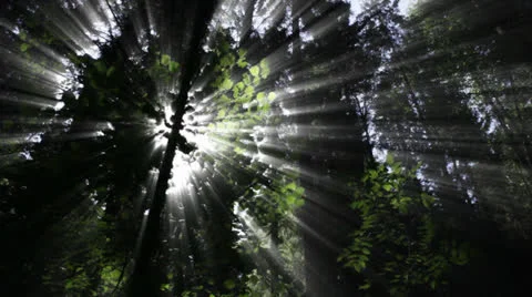 Forest Sun Shining Through Trees Video stock 22726222