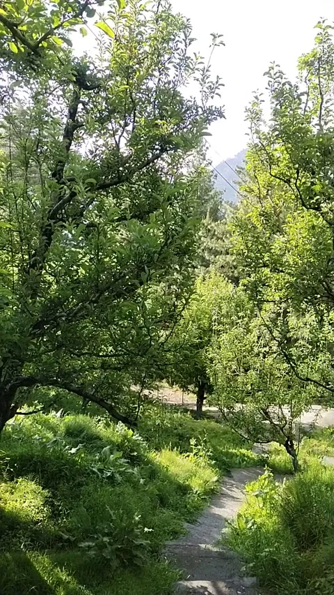 Forest sun stairways trees Vidéo 240941024