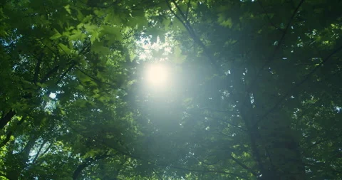 Forest Sunbeams 스톡 동영상 246049594