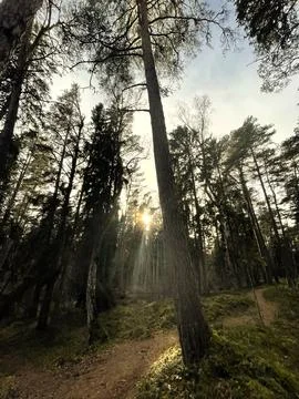 Forest sunbeams Foto stock