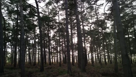 Forest sunbeams in winter sun, slow pan left - Cheshire forest, England Stock Footage 297840141