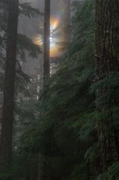 Forest Sunbreak Stock Photos