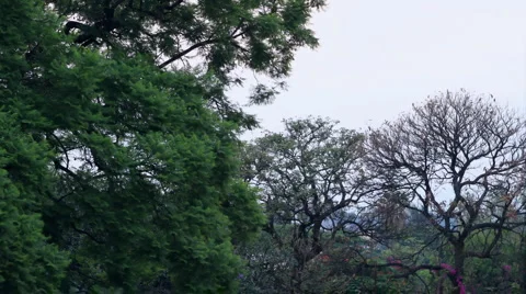 Forest Sundown Timelapse Stock Footage 5162674