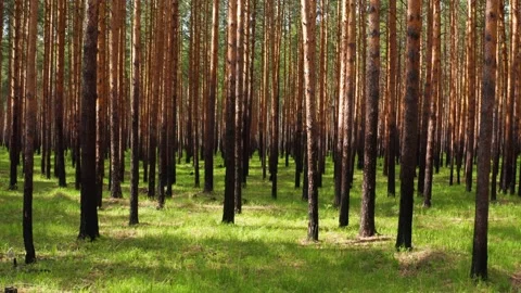 Forest in sunlight and with green grass Stock Footage 166347009