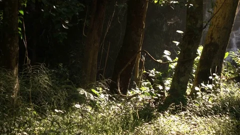 Forest with sunlight and waterfall Stock Footage 82731907