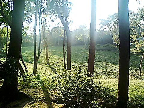 Forest Sunlight Background. Foto stock