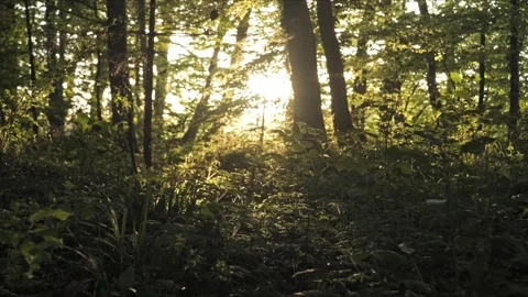 Forest in sunlight, backlight and parallax camera motion, 4K Stock-Footage 320157346
