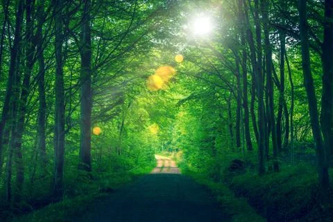 Forest sunlight with bokeh Stock Photos