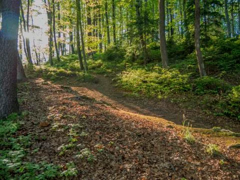Forest with sunlight comming through Stock Photos