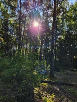 Forest Sunlight Filtering Through Trees Foto stock