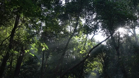 Forest with sunlight Stock Footage 86167928