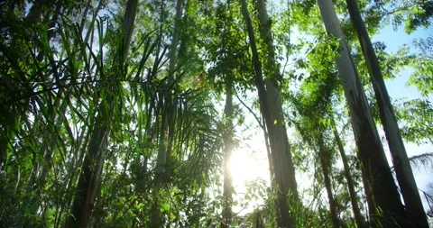 Forest Sunlight Stock Footage 246766129