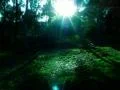 Forest Sunlight HS 03 Web Footage