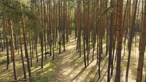 Forest sunlight light rays summer park garden scene Stock Footage 250142227