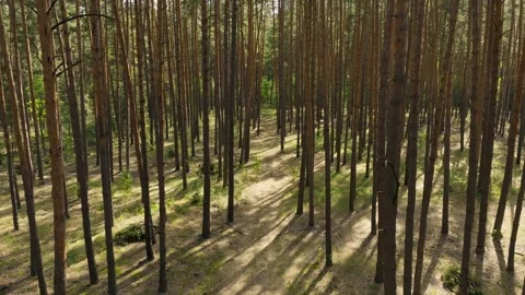 Forest sunlight light rays summer park garden scene Stock Footage 250142796