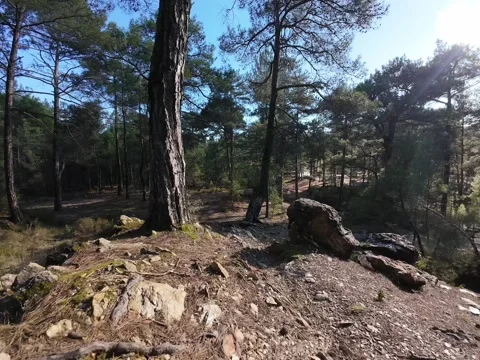 Forest sunlight path Stock Footage 298649240