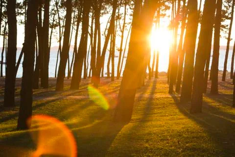 Forest With Sunlight Stock Photos