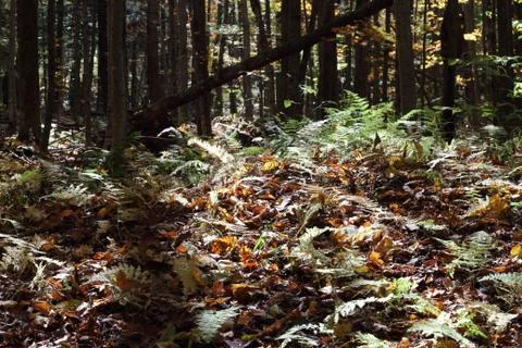 Forest in sunlight Stock Photos