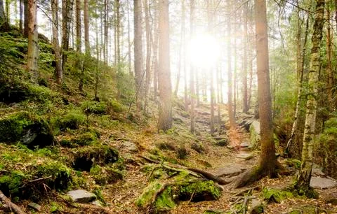 Forest with sunlight. Stock Photos