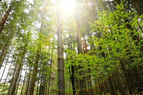 Forest with sunlight. Stock Photos