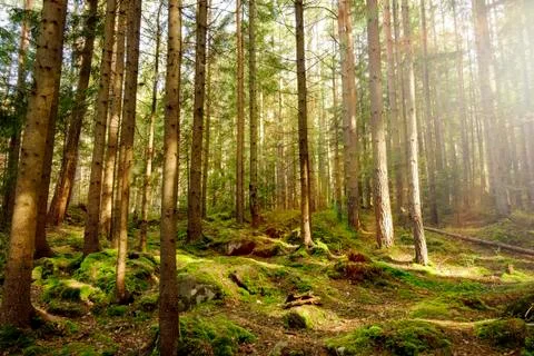 Forest with sunlight. Stock Photos