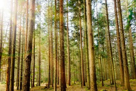 Forest with sunlight. Foto stock