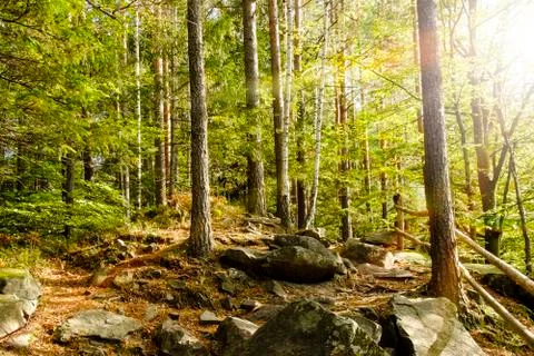 Forest with sunlight. Stock Photos