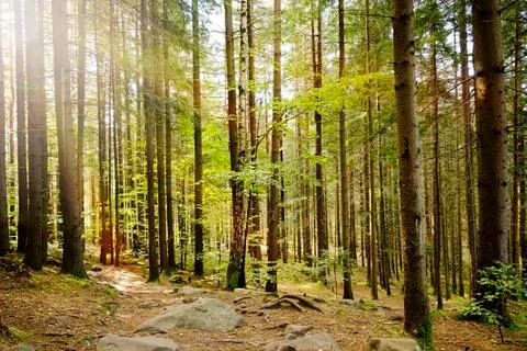 Forest with sunlight. Stock Photos