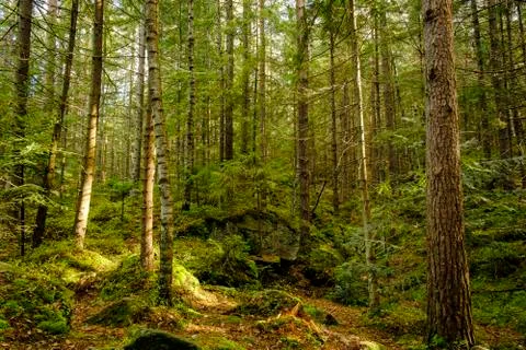 Forest with sunlight. Stock Photos