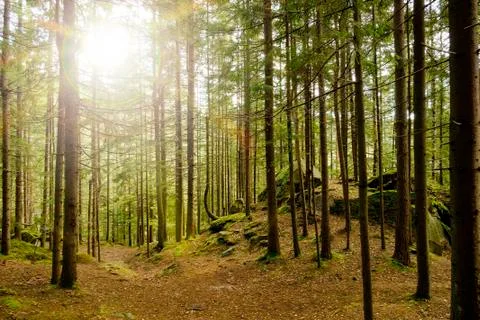 Forest with sunlight. Stock Photos