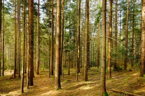 Forest with sunlight. Foto stock