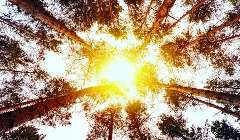 Forest with sunlight . Stock Photos