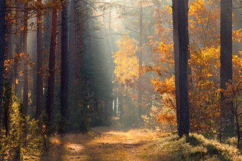Forest with sunlight Stock-Fotos