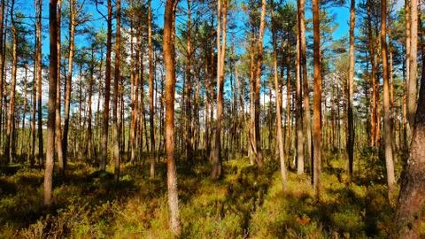 Forest in the sunlight Foto stock