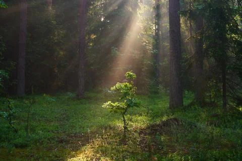Forest with sunlight Stock Photos
